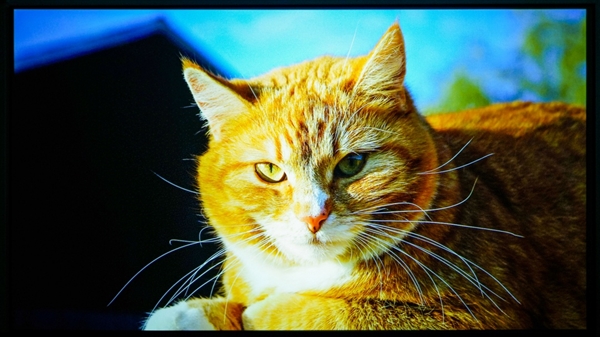 仪怎么选 亲测分享 这两款可闭眼入九游会网站2025年618卧室投影(图8)